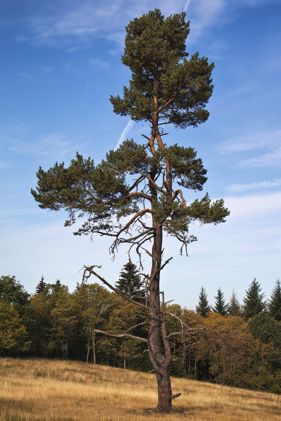 Traumpfad Bergheidenweg